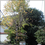 植木の剪定・伐採
